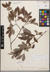 Foto von Salix cinerea L.